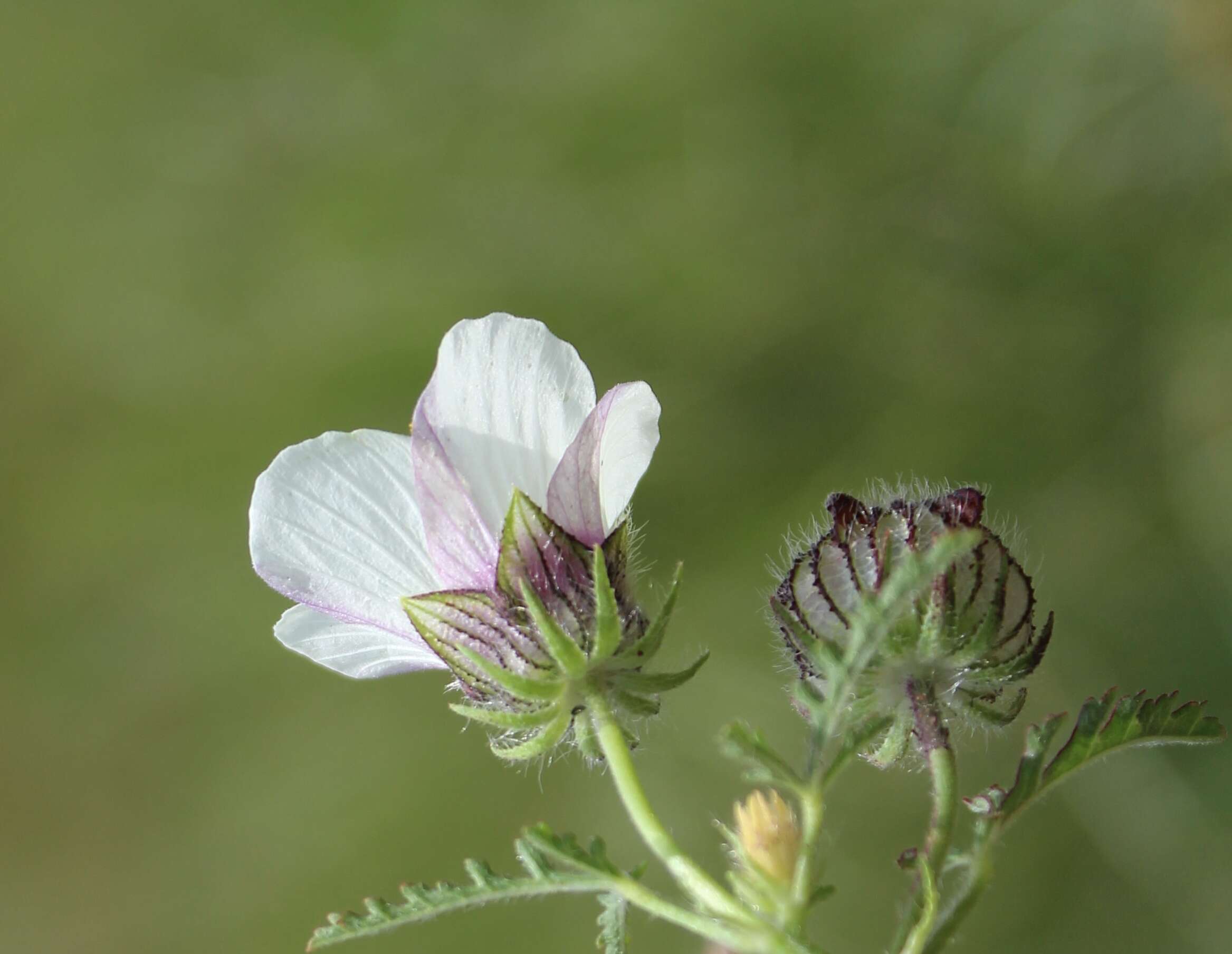 Image of flower of an hour