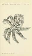 Image de Coscinasterias Verrill 1867