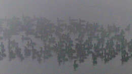 Image of Black Shag