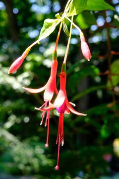 Image of Fuchsia