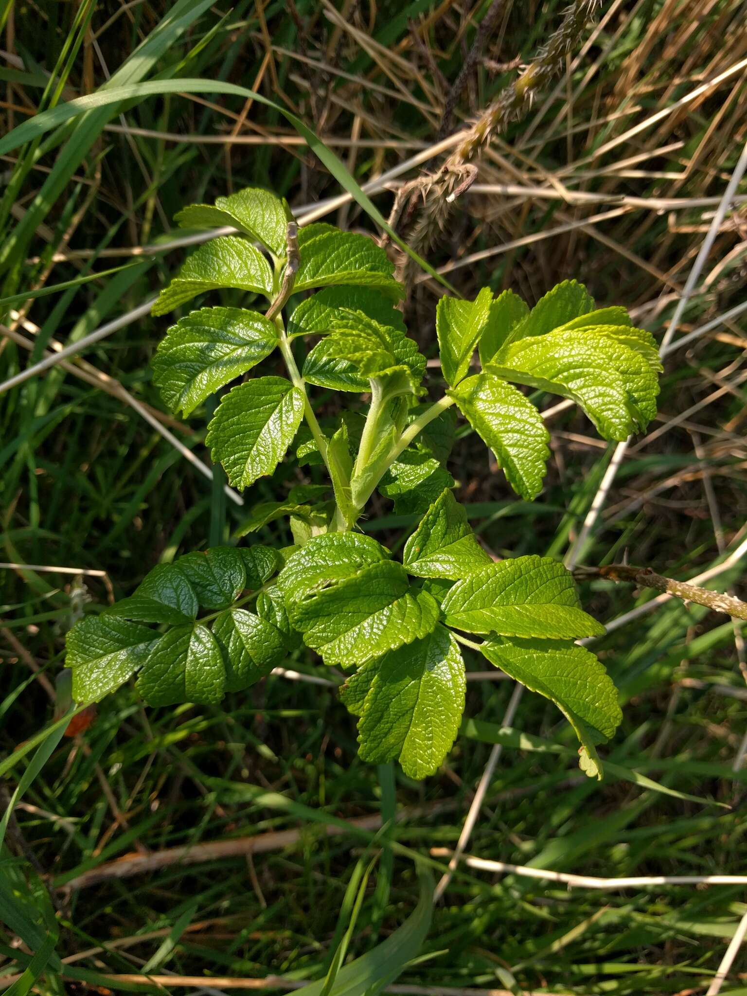 Image of japanese rose