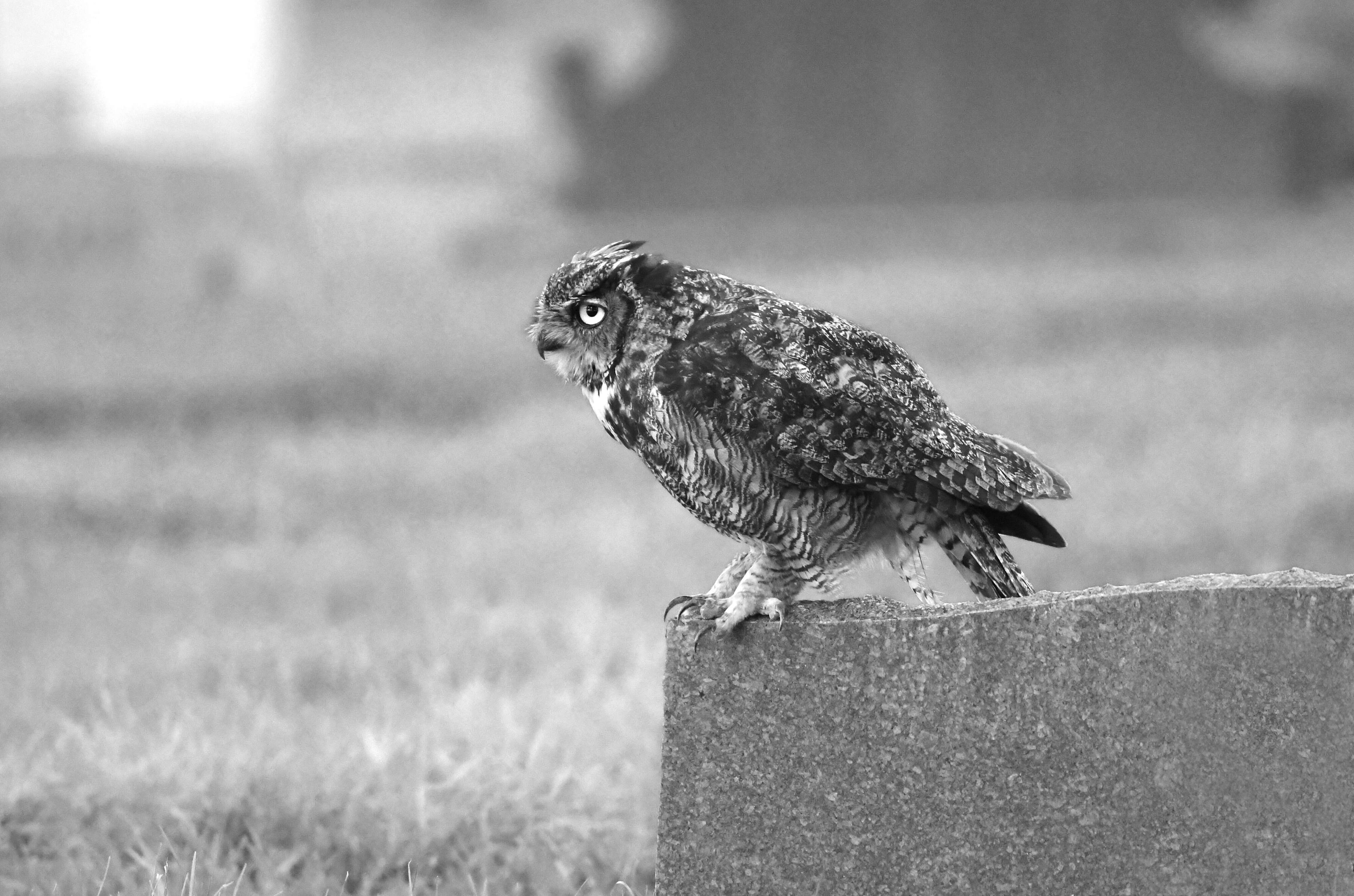 Image of Great Horned Owl