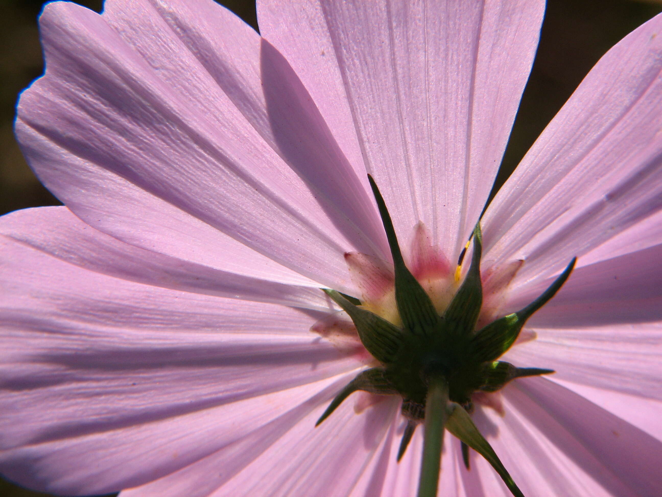 Image of garden cosmos