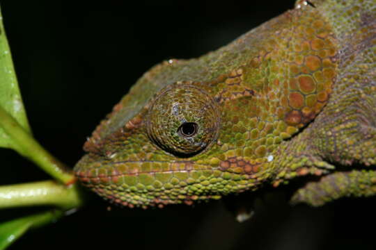 Image of Blue-legged chameleon