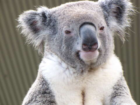 Image of koalas