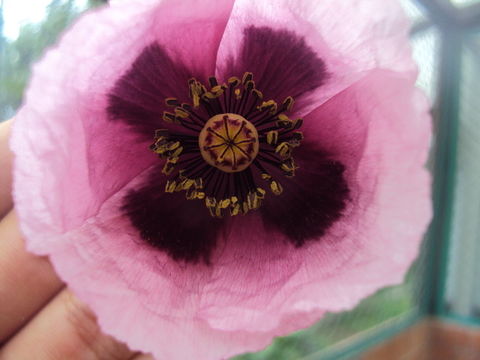 Image of <i>Papaver somniferum setigerum</i>