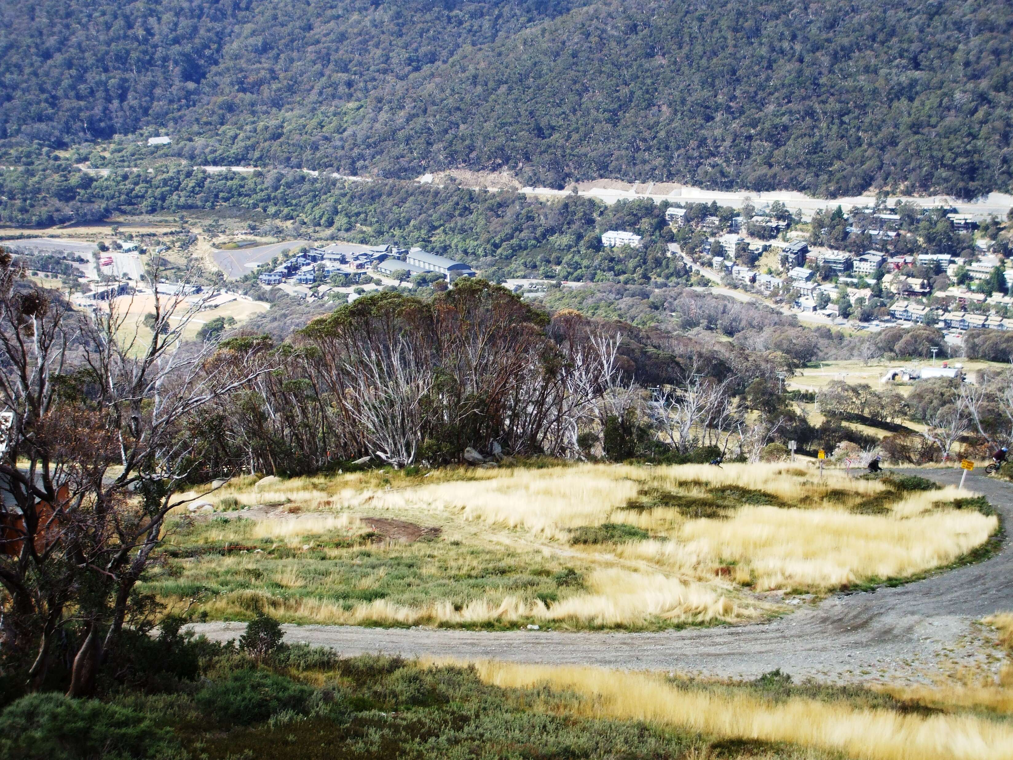 Image of snow gum