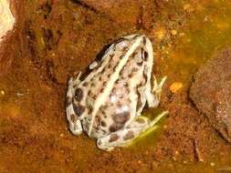 Image of four-eyed frogs