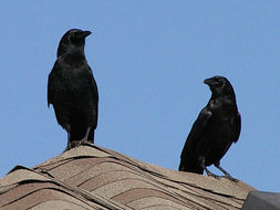 Image of American crow