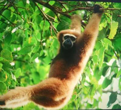 Image of Hoolock Gibbon