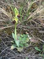 Image of Ophrys sphegodes subsp. atrata (Rchb. fil.) A. Bolòs