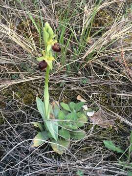 Imagem de Ophrys sphegodes subsp. atrata (Rchb. fil.) A. Bolòs