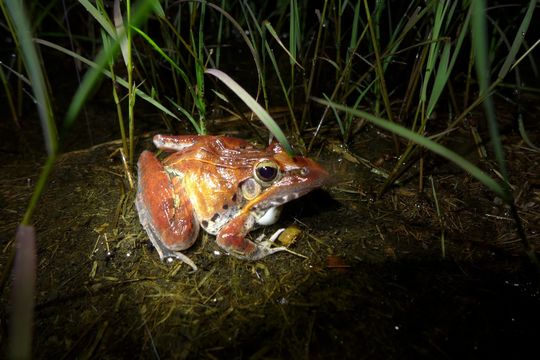 18.https www inaturalist org photos 616095.580x360