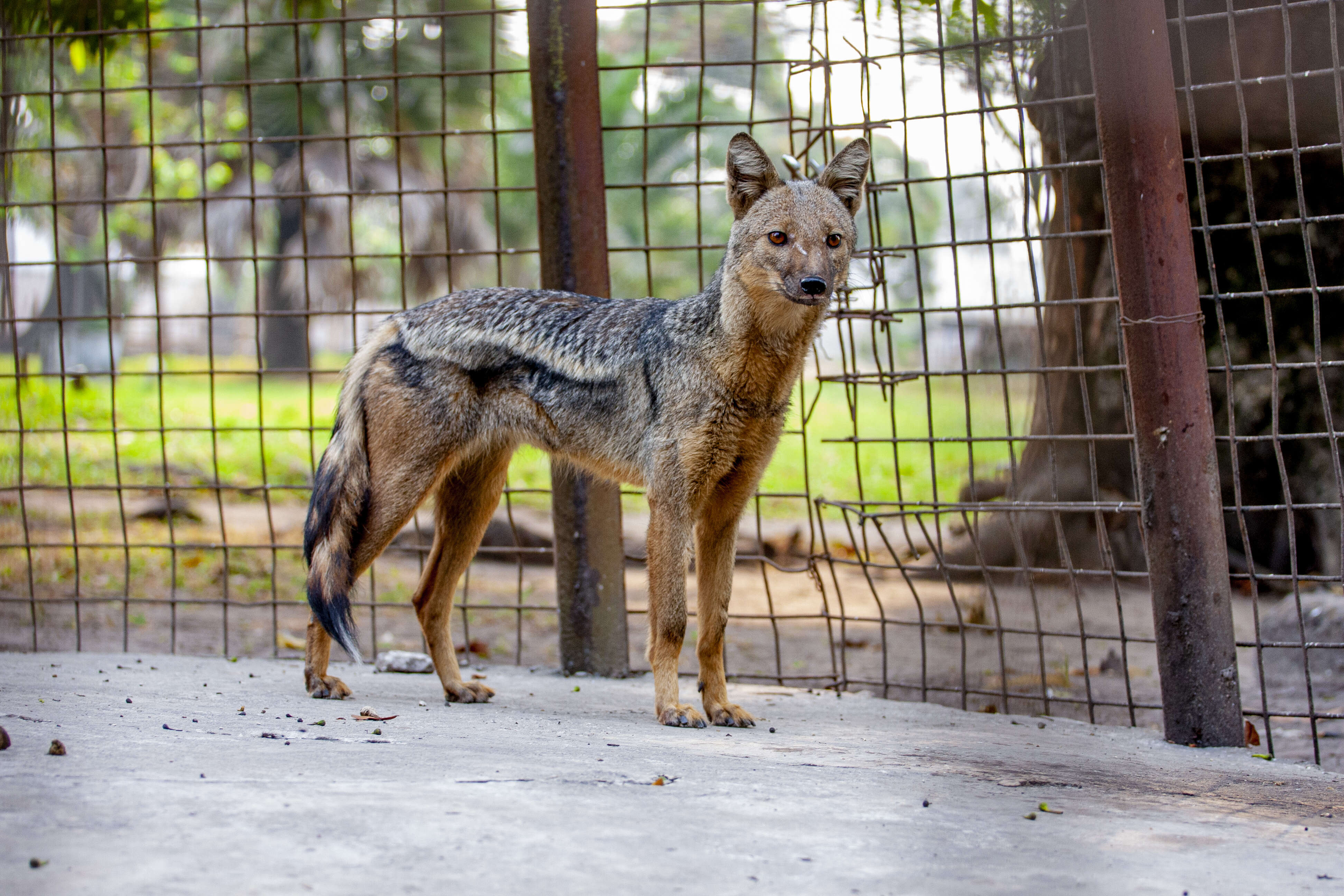 Image of Side-striped Jackal