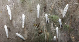 Imagem de Yponomeuta evonymella Linnaeus 1758