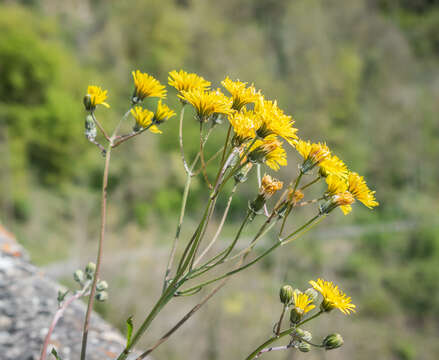 Image of beaked hawksbeard