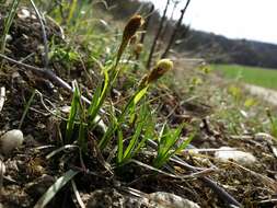 Image of spring-sedge