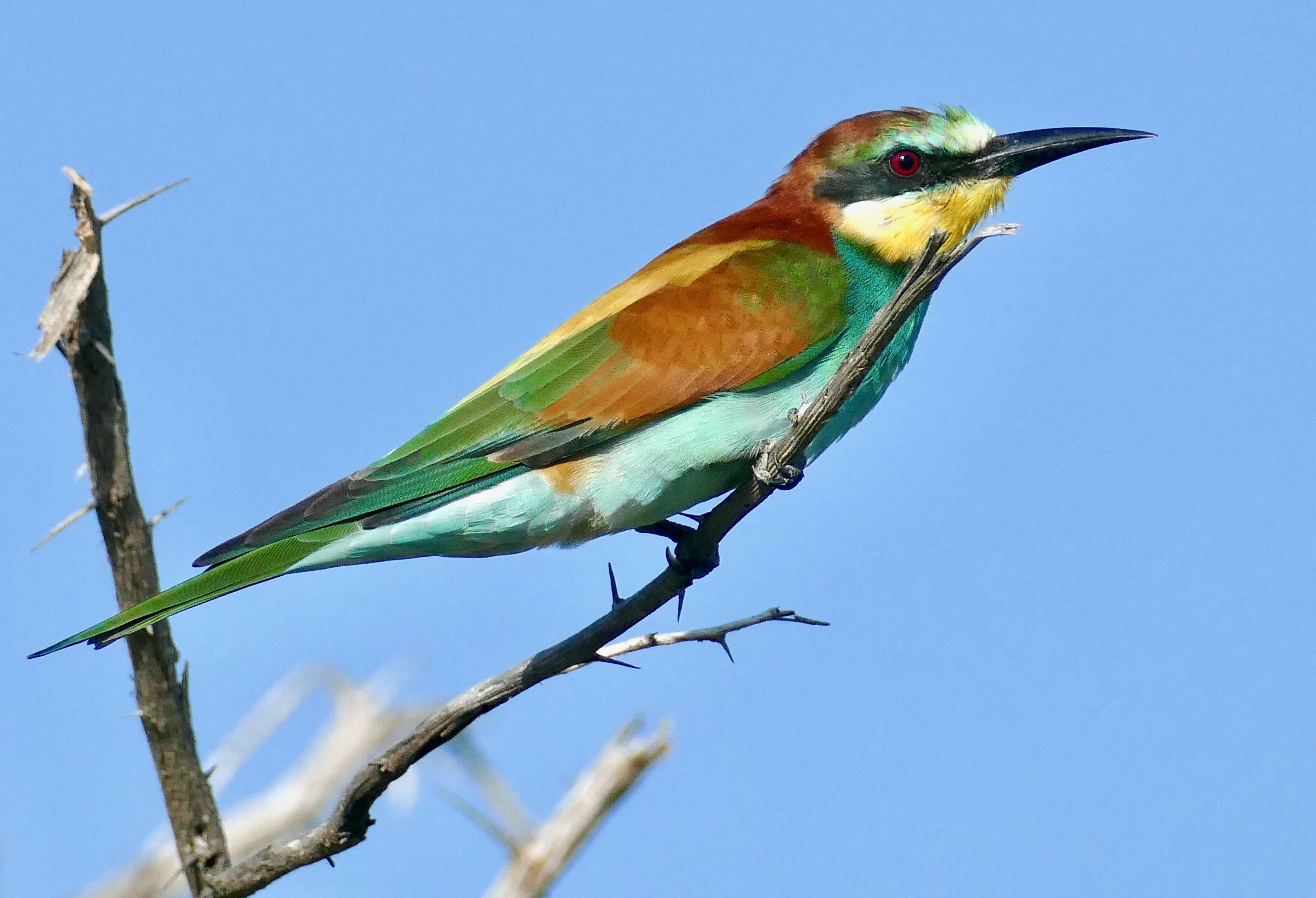 Image of bee-eater, european bee-eater