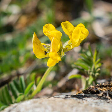 Image of Horseshoe-vetch