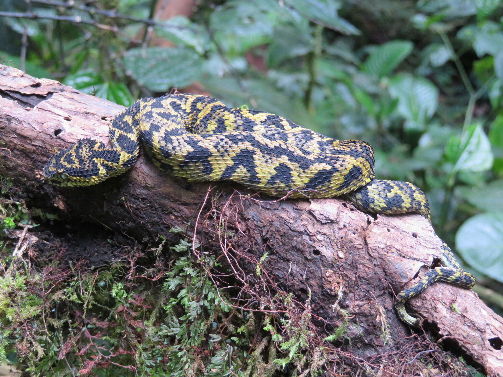 Imagem de Atheris ceratophora Werner 1896