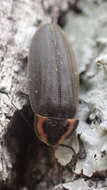 Image of Winter Firefly