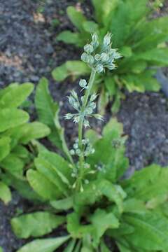 Primula bulleyana subsp. beesiana (Forrest) A. J. Richards resmi