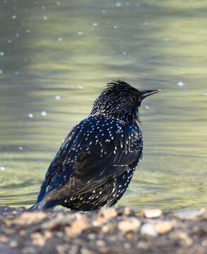 Image of Spotless Starling