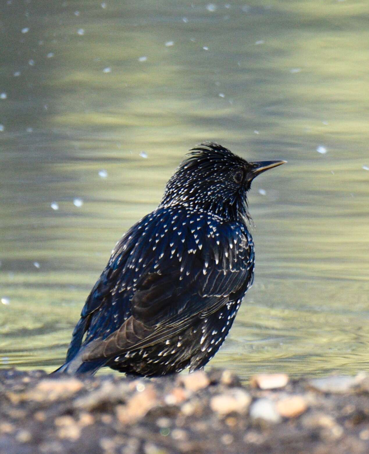 Image of Spotless Starling