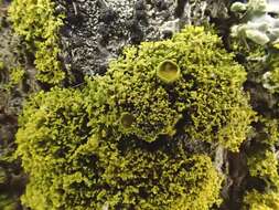 Image of lemon lichen