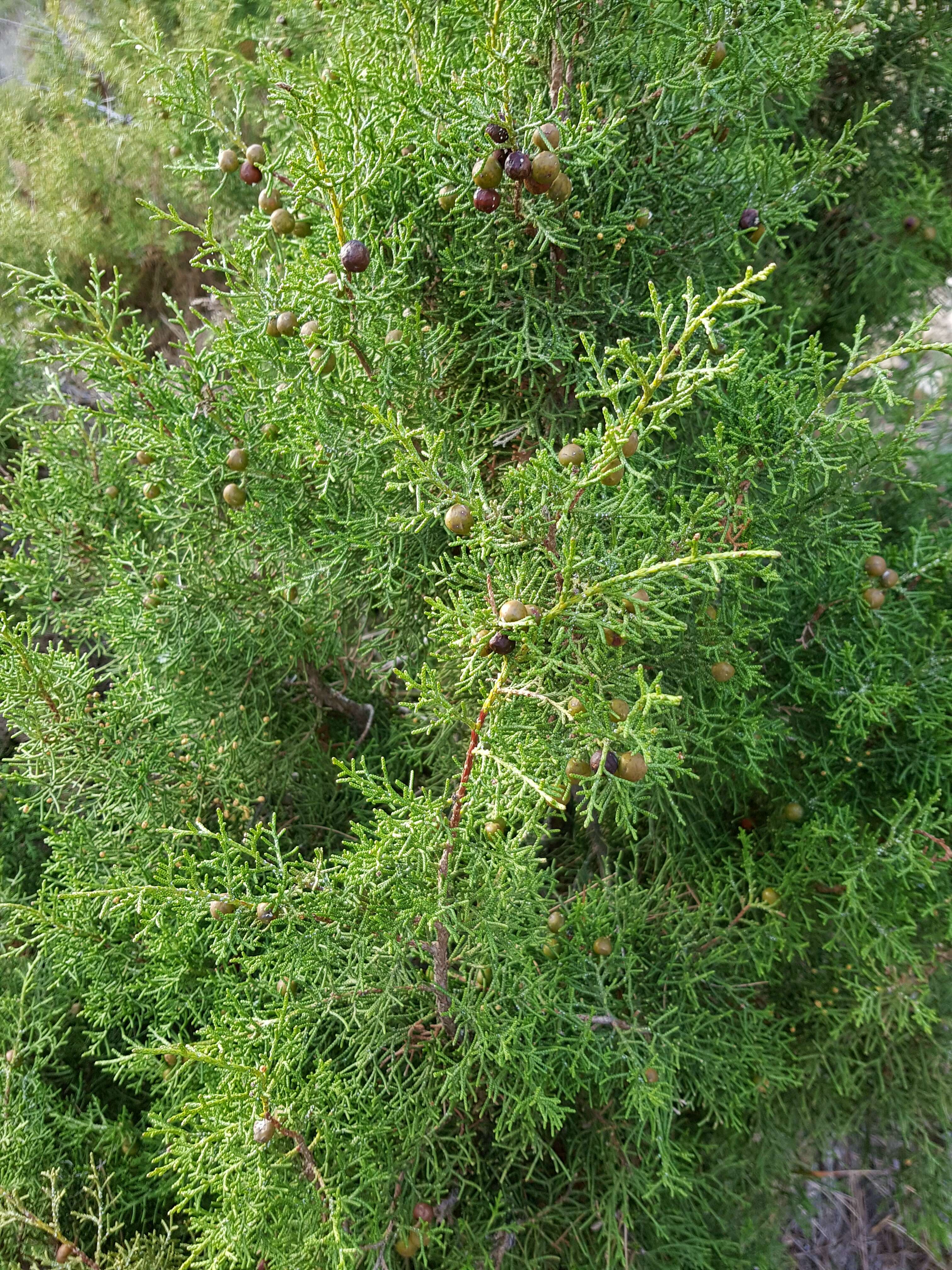 Image of Phoenician Juniper