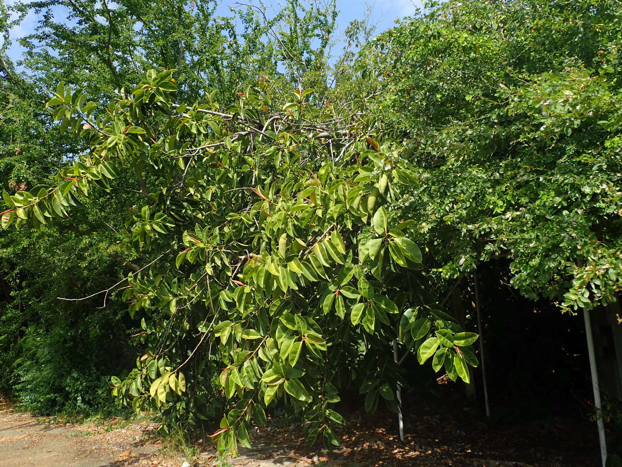 Image of Indian rubberplant