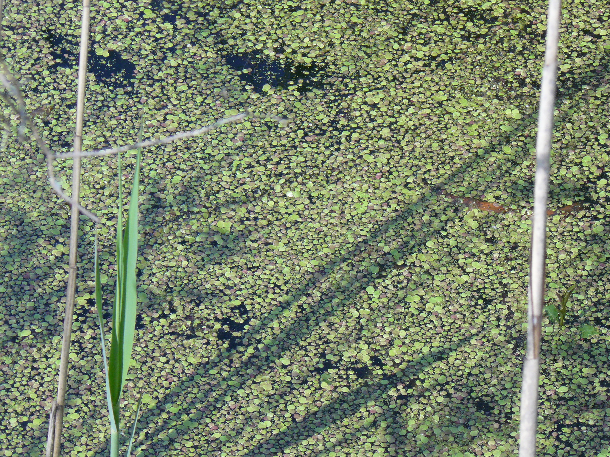 Image of <i>Spirodela polyrhiza</i>