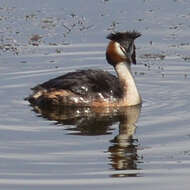 Image of Podiceps Latham 1787