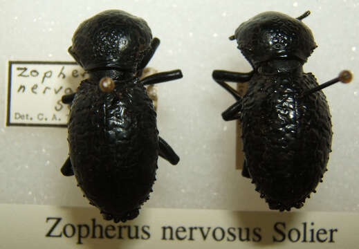 Image of Zopherus nervosus