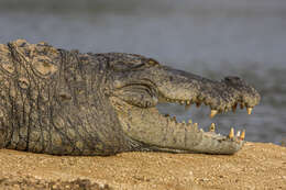 Image of Broad-snouted Crocodile