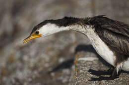 Image of Little Pied Cormorant