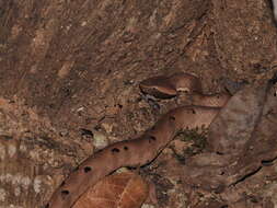 Image of Hump-nosed pit viper