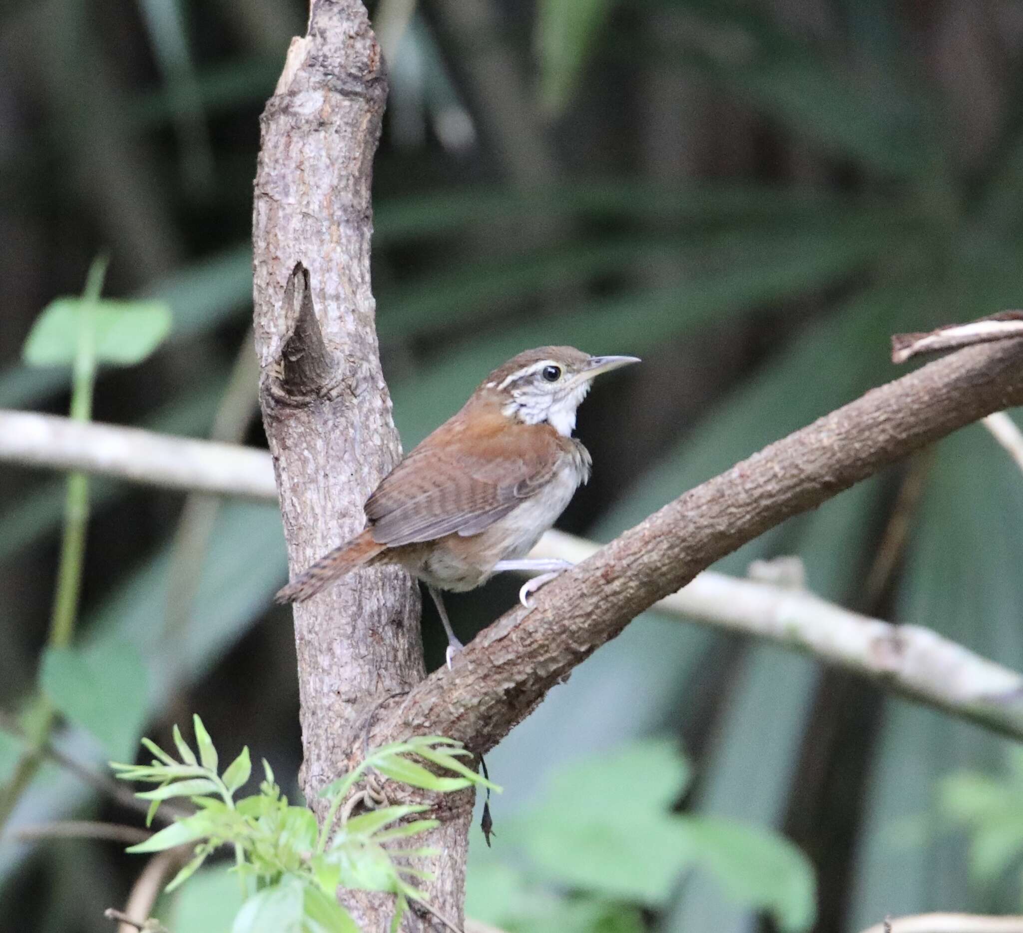 Image of Rufous-and-white Wren