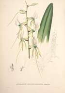Image of Ivory Angraecum