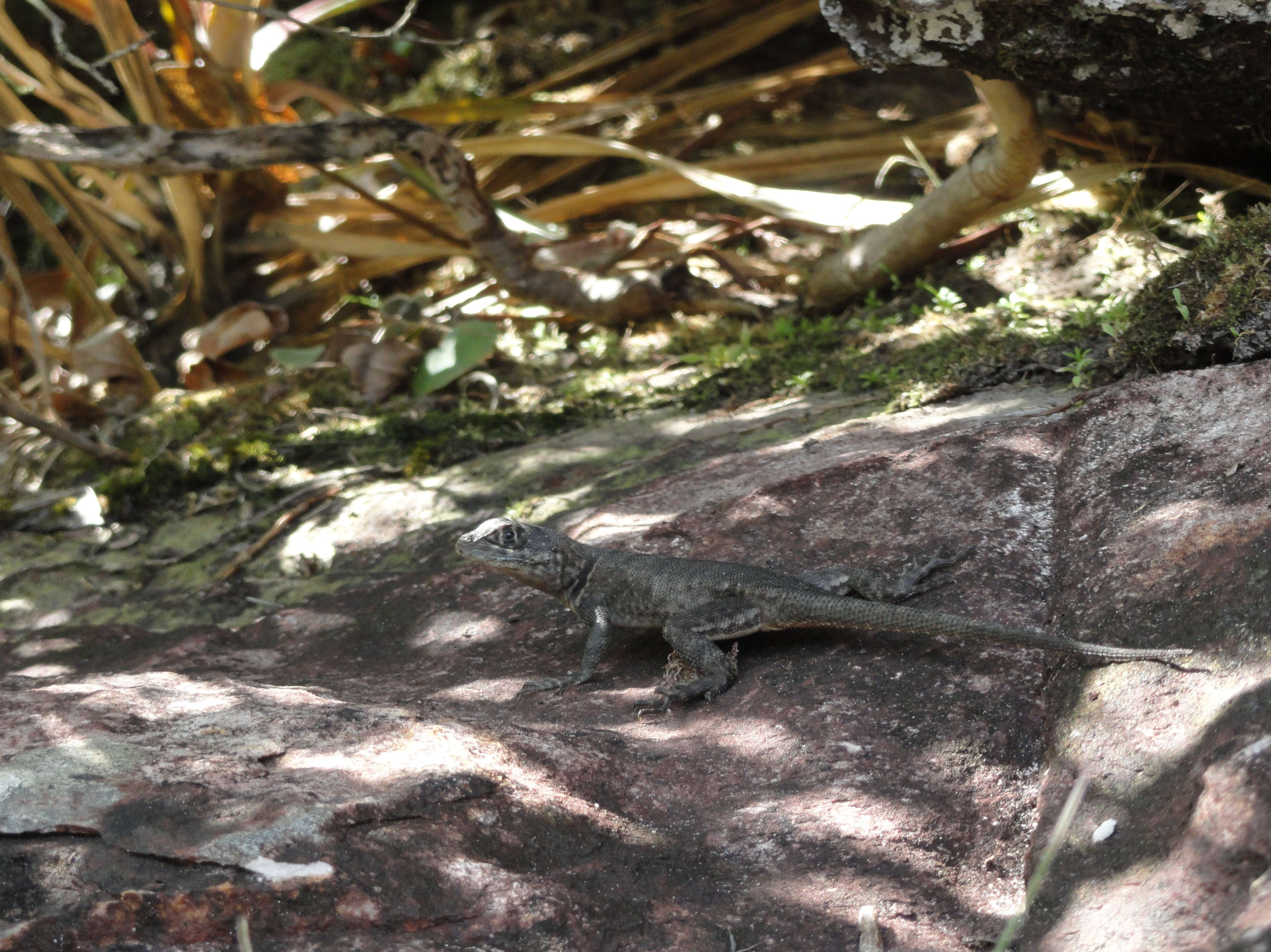 Image of Tropidurus montanus Rodrigues 1987