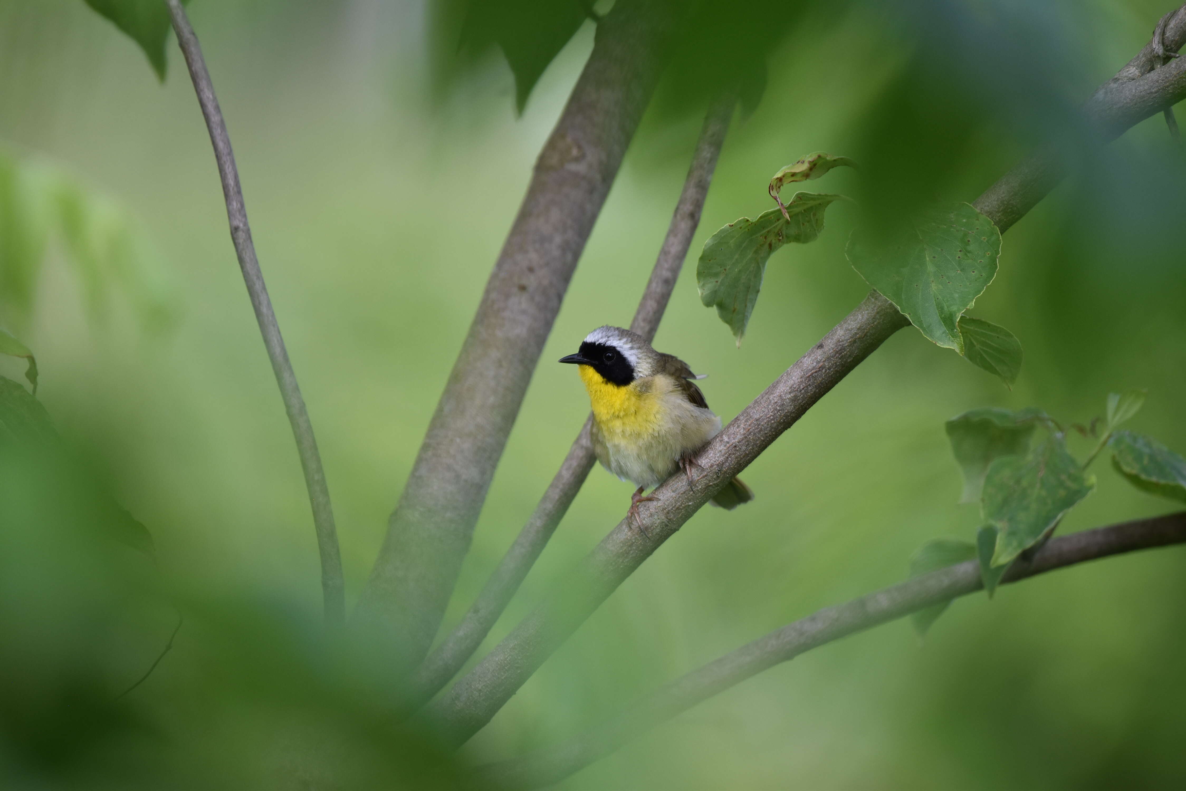 Geothlypis trichas (Linnaeus 1766) resmi