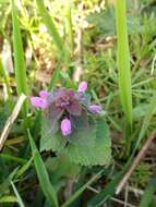 Image of purple archangel