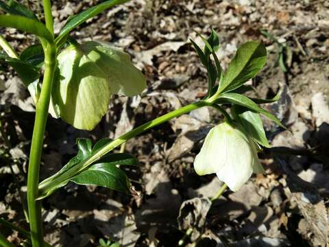 Image of lenten-rose