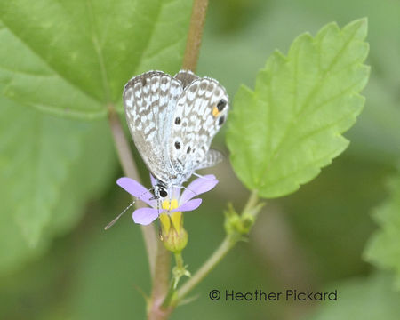 Image of Caribbean blue
