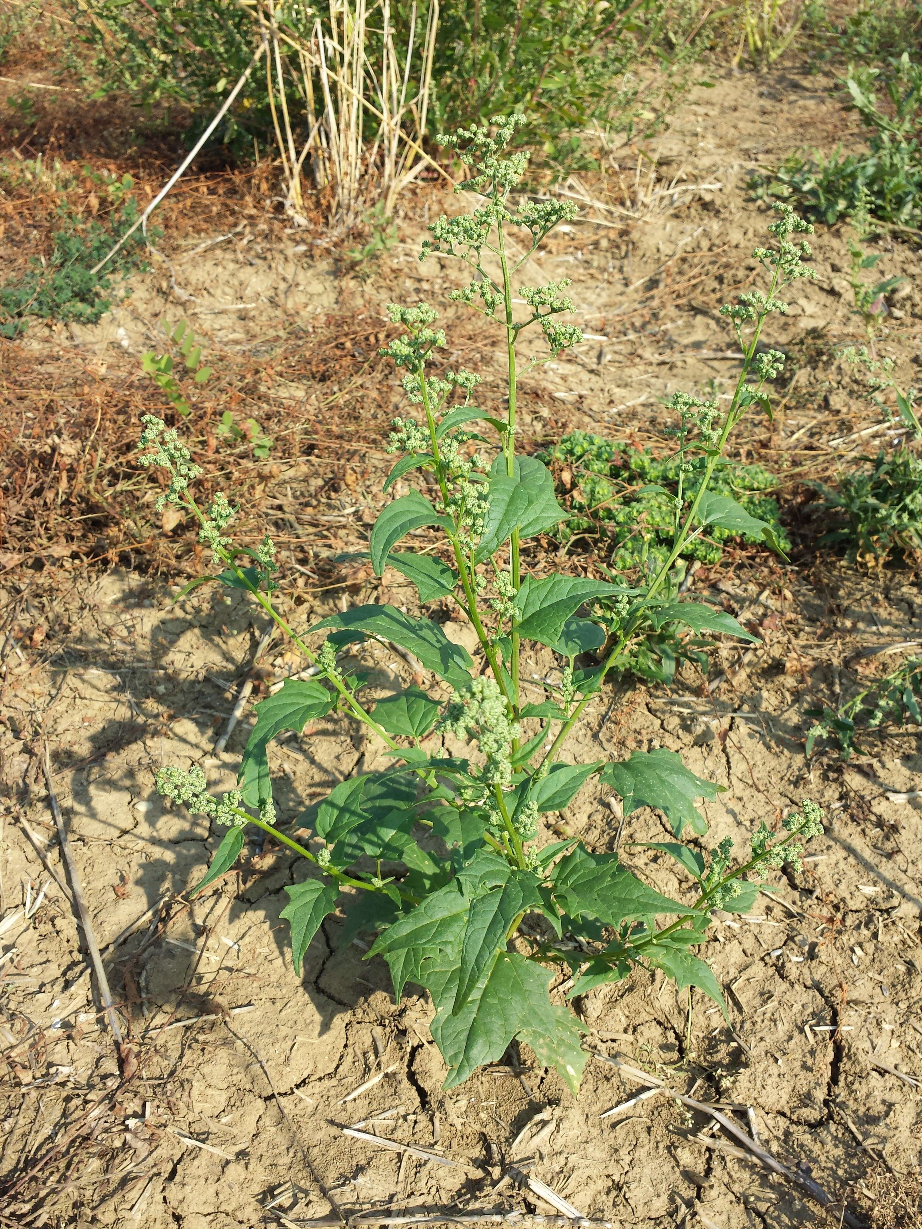 Image de Chenopodiastrum hybridum (L.) S. Fuentes, Uotila & Borsch