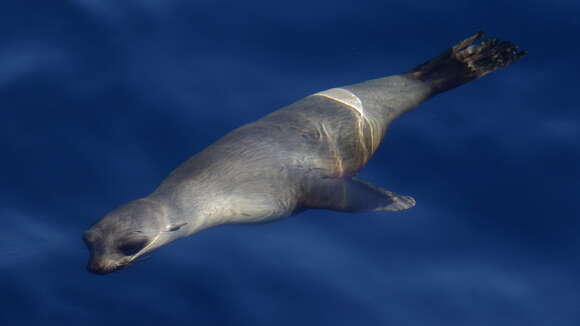 Image of Afro-Australian Fur Seal