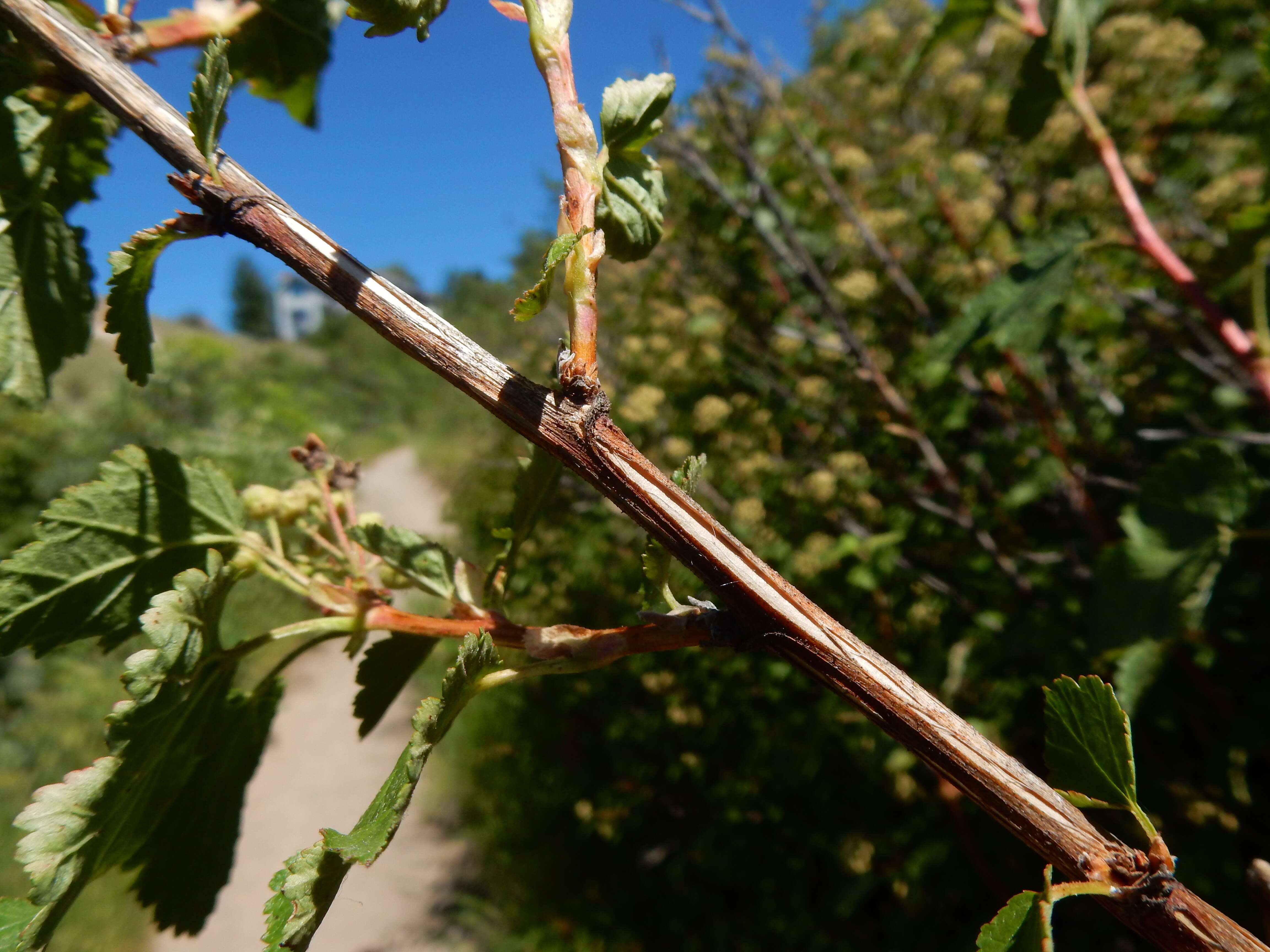 Plancia ëd Physocarpus malvaceus (Greene) Kuntze