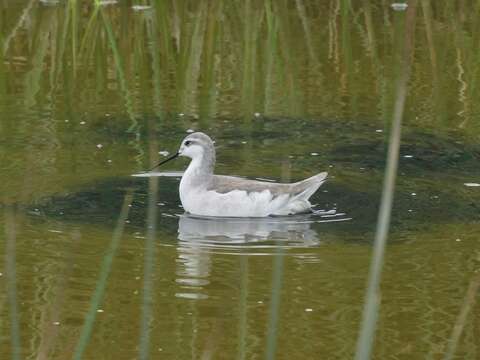 Image of Wilson's Phalarope