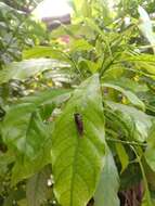 Image of Black Soldier Fly