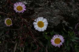 Sivun Erigeron karvinskianus DC. kuva